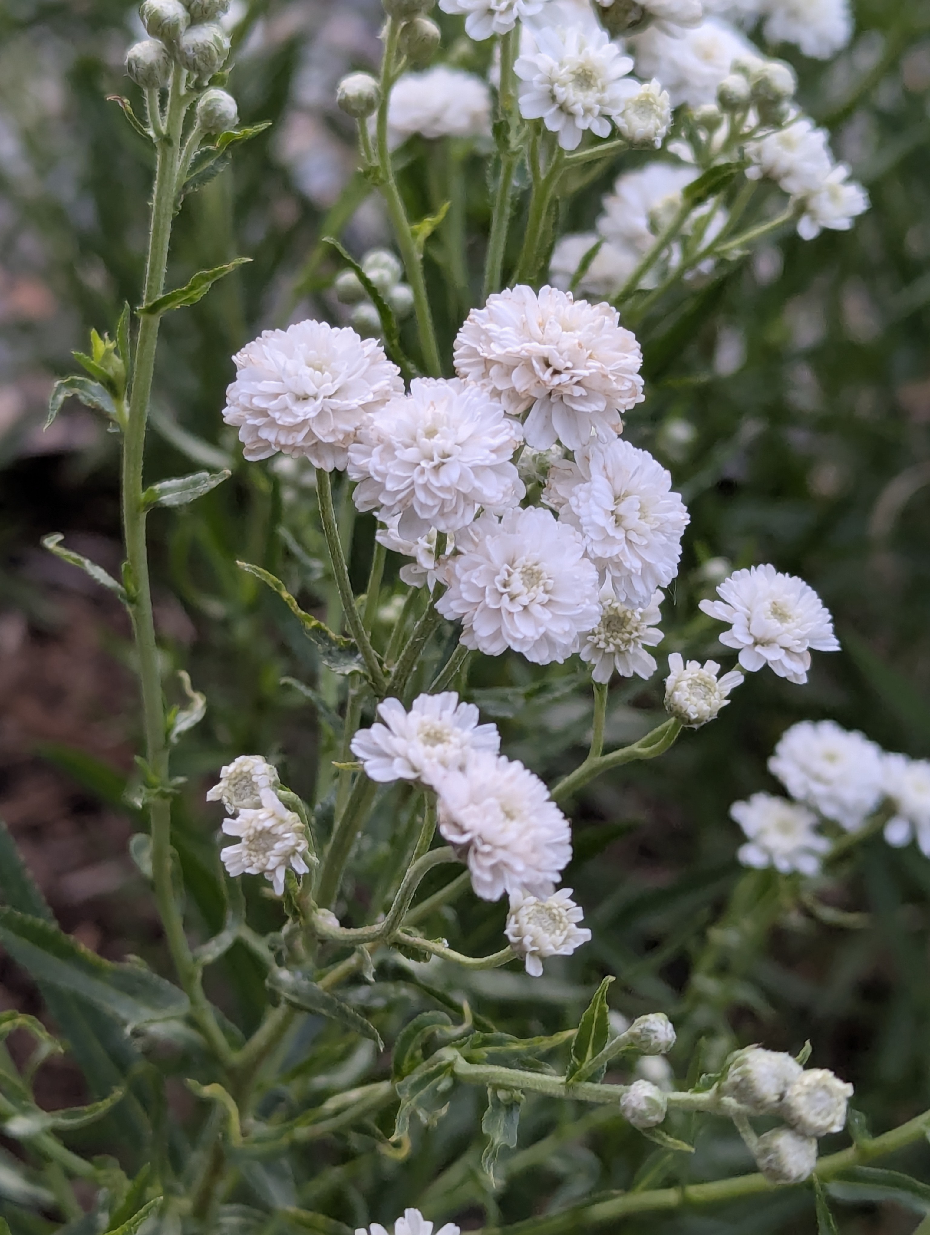 Garden, Morrison, Colorado